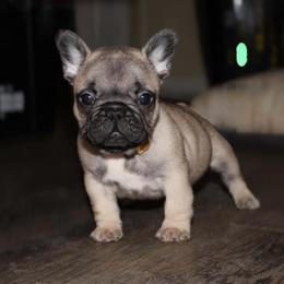 French Bulldog Puppies from Divine Kennels