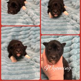 Wyoming - Agouti and white male Siberian Husky puppy in London, Ohio from Rose Trail Siberian’s