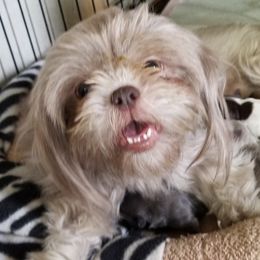 Willow - Shih Tzu