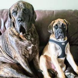 Mastiffs from Twin Cities Mastiffs