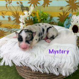 Girl 1 - Blue merle female Australian Shepherd puppy in El Dorado Springs, Missouri from OR Aussies
