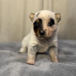 Bumblebee - Blue male Australian Cattle Dog puppy in Rosharon, Texas from 4Surge Cattle Dogs