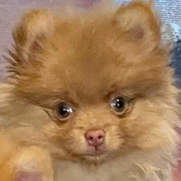 Raya - Beaver female Pomeranian puppy in Bentonville, Arkansas from Hummingbird & Fox