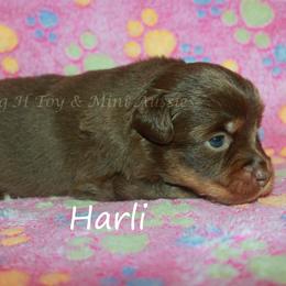 Harli - Red tri-color female Miniature American Shepherd puppy in Godley, Texas from Flying H Toy and Mini Aussies