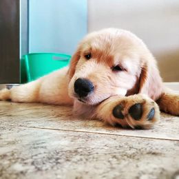 Golden Retriever Puppies from Arkansas River Golden Retrievers
