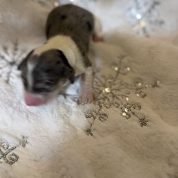 Puppy 5 - Dapple female Dachshund puppy in Martinsville, Virginia from Rea's Doxies