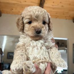 Phoebe, 4 weeks old - Buff female Cockapoo puppy in Crawford, Colorado from Saddle Mountain Doodles