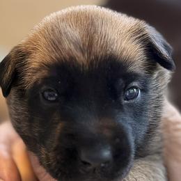 Boy 3 - Fawn male Belgian Malinois puppy in Franklin, Virginia from Morning Star Malinois