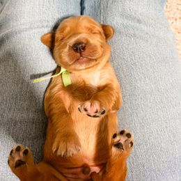 Green collar - Golden male Golden Retriever puppy in Lehi, Utah from Open Star Goldens