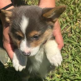 Luke - Gray and white male American Corgi puppy in Orangevale, California from Corgis of the Heart