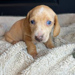 Ella - Cream female Dachshund puppy in Mountain Grove, Missouri from Happy Hounds