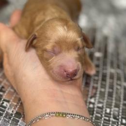 Coconut - male Cavapoochon puppy in Waldron, Arkansas from Kay’s Cutie Poos