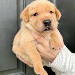 Benedict - Yellow male Labrador Retriever puppy in Great Falls, Montana from Yogo Point Kennels