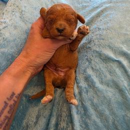 Prince - Red male Cavapoo puppy in Gresham, Oregon from Paisley Cavapoos
