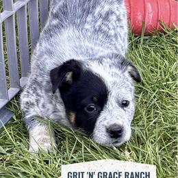 Australian Cattle Dog Puppies from Grit ‘n’ Grace Ranch