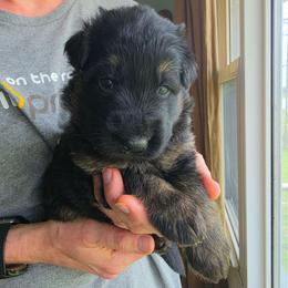 Bravo - Black and red male German Shepherd puppy in Columbus, Indiana from Stony Lonesome GSD