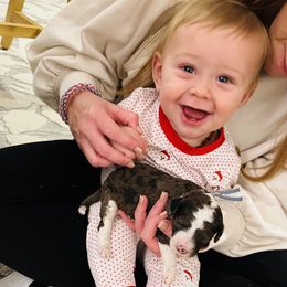 Goldendoodles from Pearl Grey Doodles