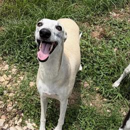 Dixie - Whippet