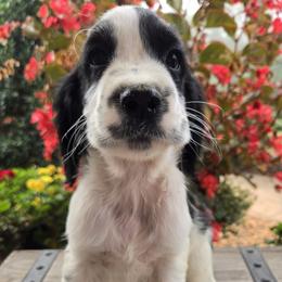 Oreo - Black and white male English Springer Spaniel puppy in Statesville, North Carolina from BAR Z Springers