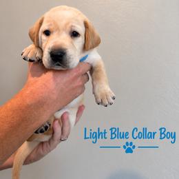 Light Blue Collar Boy - Yellow male Labrador Retriever puppy in Las Vegas, Nevada from Lucky Labrador Retrievers