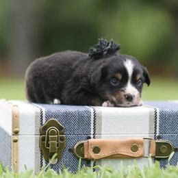 Bullet - Blue merle male Miniature Australian Shepherd puppy in White Oak, Texas from Triple Lake Ranch Miniature Australian Shepherds