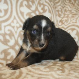 Seashell - Black tri female Miniature Australian Shepherd puppy in Licking, Missouri from Burnett Aussies