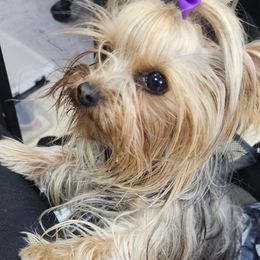 Yorkshire Terrier Puppies from Jazmin Petruchik