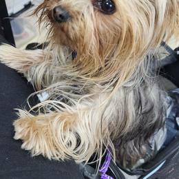 Yorkshire Terrier Puppies from Jazmin Petruchik