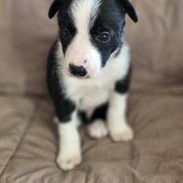 Australian Cattle Dog and Border Collie Puppies from 3R Ranch / Australian cattle dogs
