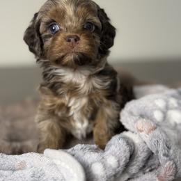 Zia - Merle female Cockapoo puppy in Palmdale, California from Pucci Pawfect