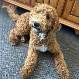 Nala - Goldendoodle