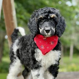 April - Parti female Poodle puppy in Lancaster, Minnesota from Finney Ranch