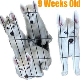Siberian Husky Puppies from Coral Gables Siberians