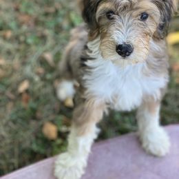 Aussiedoodle Puppies from Ridgeline Doodles