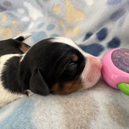 Master Benedict - Tri-color male Bernedoodle puppy in Forsyth, Illinois from Birdies Mini Bernedoodles