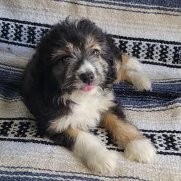 Batman - Black tri-color male Aussiedoodle puppy in Missouri from B&M Cottonwood Canines
