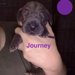 Journey - Blue female Great Dane puppy in Edwardsville, Illinois from Giants and Munchkins