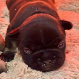 Bunkhouse Litter-Colby - Black and tan male French Bulldog puppy in Kalispell, Montana from Grace & Grit Frenchies
