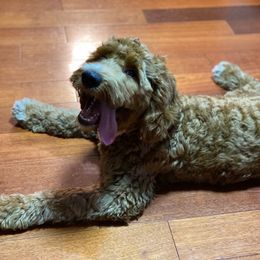 Bernedoodle and Goldendoodle All Grown Up from TurkeyCreek Doodles