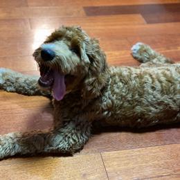 Bernedoodle and Goldendoodle All Grown Up from TurkeyCreek Doodles