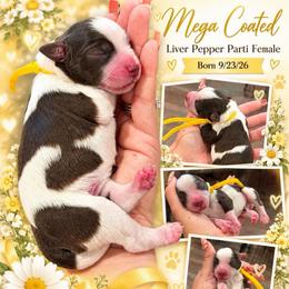 Maple - Parti female Miniature Schnauzer puppy in Magalia, California from NorCal Schnauzers