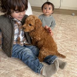 Goldendoodle and Golden Retriever Puppies from PuppyBlossom