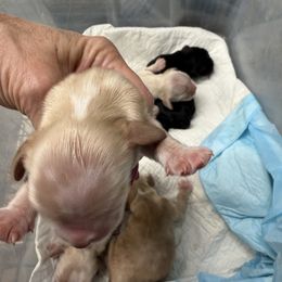 Boy 2 - Buff male Cocker Spaniel puppy in Haines City, Florida from Camic Cockapoos