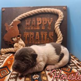 Houston - White and blue female Rat Terrier puppy in Lynn, Alabama from Cryptic Rat Terriers