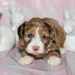 Froggy - Chocolate merle male Bernedoodle puppy in Gilbert, Arizona from Safe Havynn Doodles