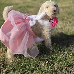 Lady Paige Celestine Pupperton - Cream female Poodle puppy in Midlothian, Texas from Pristine Puppies & Signature Studs