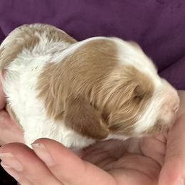 Bernedoodle, Poodle, and Soft Coated Wheaten Terrier Puppies from Whoodles of Wyoming