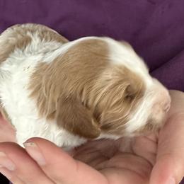Bernedoodle, Poodle, and Soft Coated Wheaten Terrier Puppies from Whoodles of Wyoming