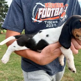 Girl 1 - Black brown and white female Basset Hound puppy in Hudson, Michigan from Bachman’s Kennel