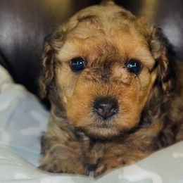 Boy 3 - Poodle puppy in Miami Dade County, Florida from RoyalPaws_Miami